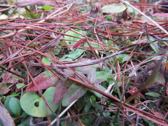 Hyla walkeri