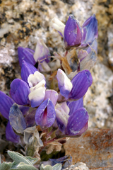 Lupinus lepidus ramosus