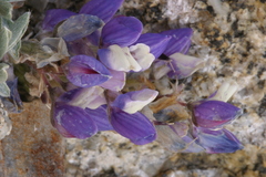 Lupinus lepidus ramosus