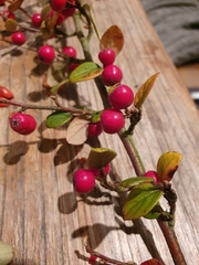 Cotoneaster dielsianus