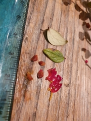 Cotoneaster dielsianus