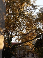 Platanus × hispanica