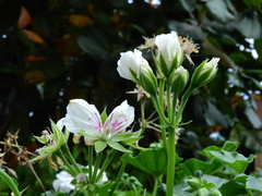 Pelargonium peltatum