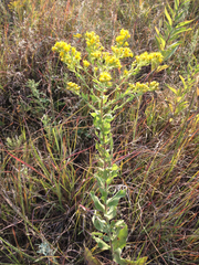 Solidago rigida humilis
