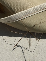 Pseudosermyle straminea