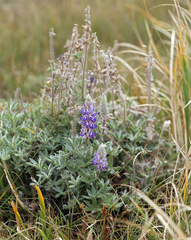 Lupinus lepidus confertus