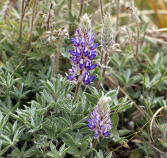 Lupinus lepidus confertus