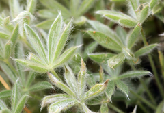 Lupinus lepidus confertus