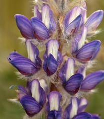 Lupinus lepidus confertus