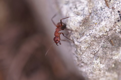 Formica truncorum