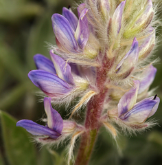 Lupinus lepidus confertus