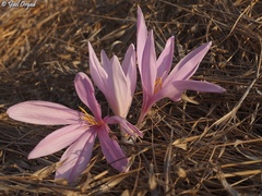 Colchicum hierosolymitanum