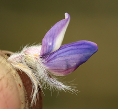 Lupinus lepidus confertus