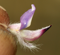 Lupinus lepidus confertus