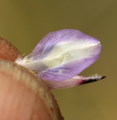 Lupinus lepidus confertus