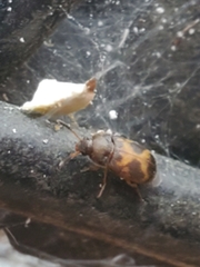 Mycetophagus punctatus