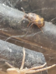 Mycetophagus punctatus