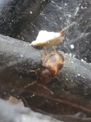 Mycetophagus punctatus