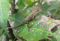 Anolis auratus
