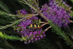 Castiarina burchellii
