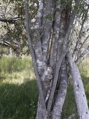 Ruprechtia laxiflora