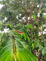 Annona muricata