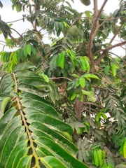 Annona muricata
