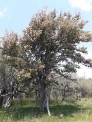 Ruprechtia laxiflora