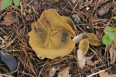 Sowerbyella radiculata