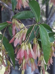 Ruprechtia laxiflora