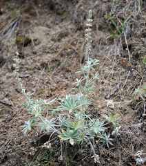 Lupinus leucophyllus