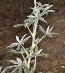 Lupinus leucophyllus