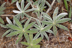 Lupinus leucophyllus
