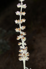 Lupinus leucophyllus