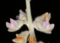 Lupinus leucophyllus