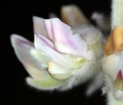 Lupinus leucophyllus