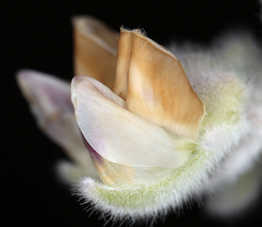 Lupinus leucophyllus