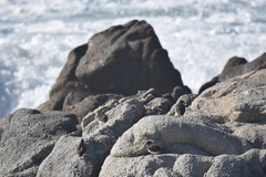 Arenaria melanocephala