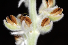 Lupinus leucophyllus