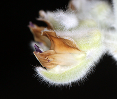 Lupinus leucophyllus