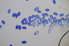 Sowerbyella radiculata