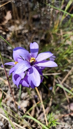 Image of Cheiranthera linearis by (c) Matthew Lincoln, some rights reserved (CC BY)