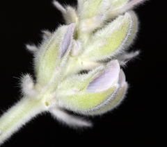 Lupinus leucophyllus