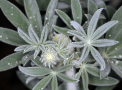 Lupinus leucophyllus