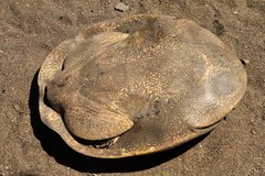 Cycloderma frenatum