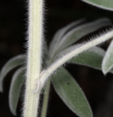 Lupinus leucophyllus