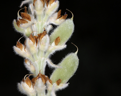 Lupinus leucophyllus