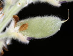 Lupinus leucophyllus