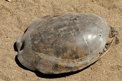 Cycloderma frenatum