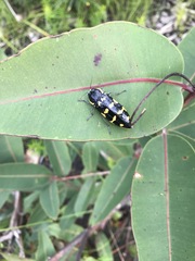 Cyrioides imperialis